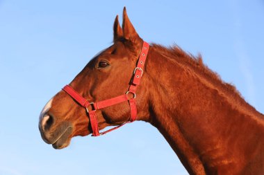 Yazın gün batımında mavi gökyüzüne karşı güzel bir İngiliz-Arap aygırının yakınında