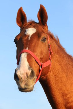 Yazın gün batımında mavi gökyüzüne karşı güzel bir İngiliz-Arap aygırının yakınında