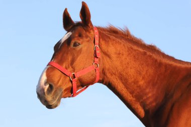 Çayırda gün batımında safkan bir aygırın portresi.