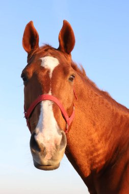 Çayırda gün batımında safkan bir aygırın portresi.