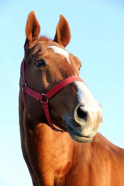 Närbild Vacker Anglo Arabiskt Hingst Mot Blå Himmel Sommartid Vid — Stockfoto