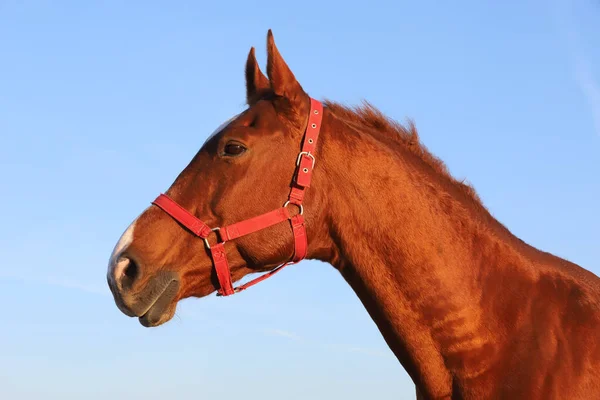 日没時に青い空の夏に対して美しいアングロ アラビア語の種牡馬のクローズアップ — ストック写真