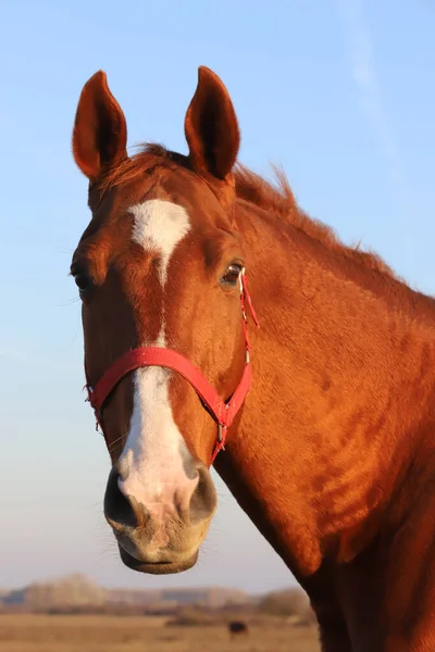 Close Beautiful Anglo Arabian Stallion Blue Sky Summertime Sunset — Stock Photo, Image