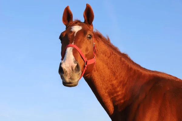 日没時に青い空の夏に対して美しいアングロ アラビア語の種牡馬のクローズアップ — ストック写真