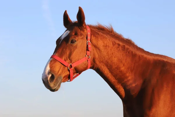 牧草地で日没のサラブレッド種牡馬の頭の肖像画 — ストック写真