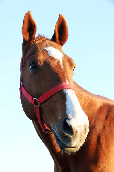 牧草地で日没のサラブレッド種牡馬の頭の肖像画 — ストック写真