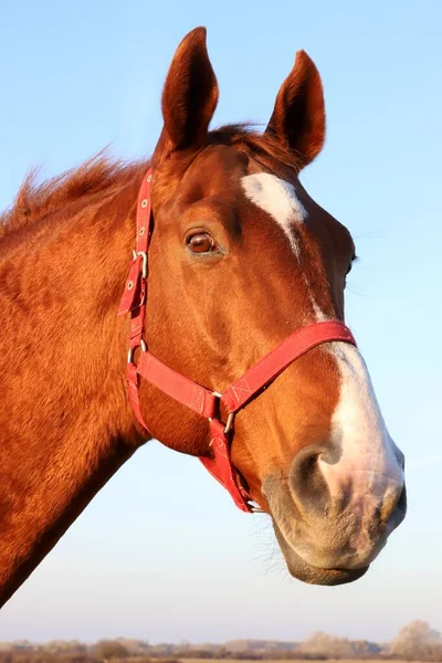 Head Shot Portrait Thoroughbred Stallion Sunset Meadow — Stock Photo, Image