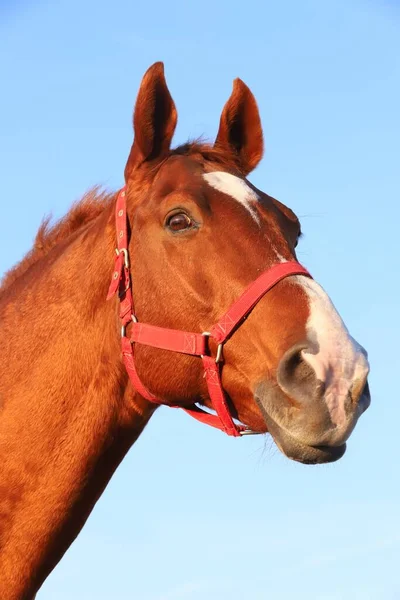 Närbild Vacker Fullblod Anglo Arabisk Hingst Häst Mot Blå Himmel — Stockfoto