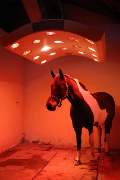 Saddle horse drying in healthy sun solarium after ride