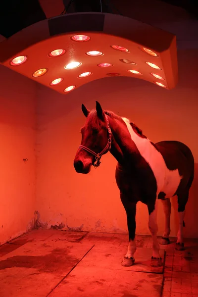 Sadel Häst Torkning Hälsosamt Solarium Efter Ridning — Stockfoto