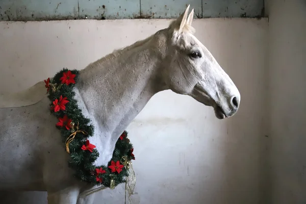 Cavallo Sella Colore Grigio Che Indossa Una Bellissima Ghirlanda Natalizia — Foto Stock