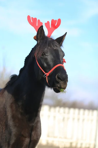 美しい若い茶色の色の国内馬は クリスマス時に面白い赤い鹿の角を着て — ストック写真