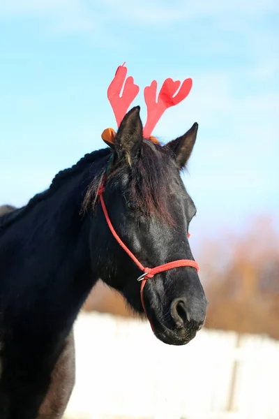 圣诞期间 年轻貌美的棕色家马戴着可笑的红鹿鹿角 — 图库照片