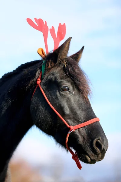 美しい若い茶色の色の国内馬は クリスマス時に面白い赤い鹿の角を着て — ストック写真