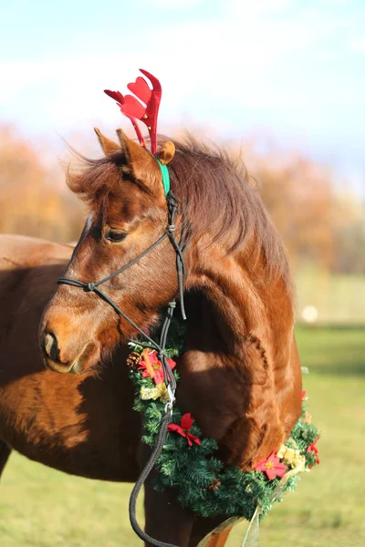 美しい若い茶色の色の国内馬は クリスマス時に面白い赤い鹿の角を着て — ストック写真