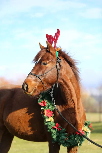 美しい若い茶色の色の国内馬は クリスマス時に面白い赤い鹿の角を着て — ストック写真