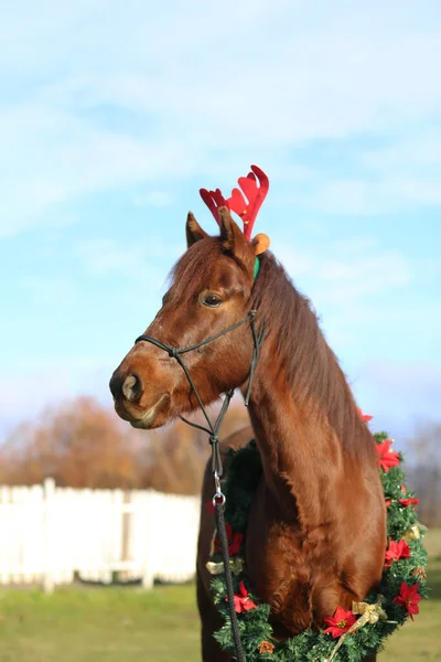 美しい若い茶色の色の国内馬は クリスマス時に面白い赤い鹿の角を着て — ストック写真