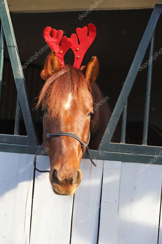 Beautiful young brown colored domestic horse wearing funny red deer antlers at christmas time 