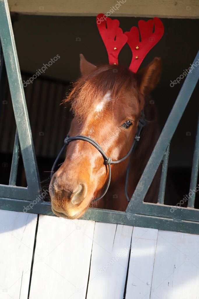 Beautiful young brown colored domestic horse wearing funny red deer antlers at christmas time 