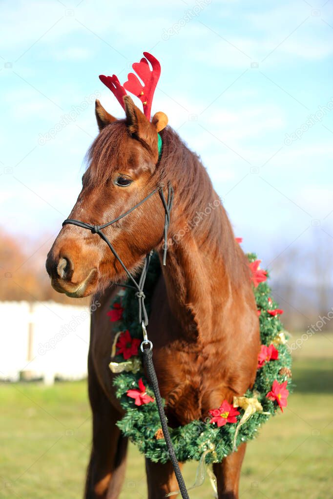 Beautiful young brown colored domestic horse wearing funny red deer antlers at christmas time 