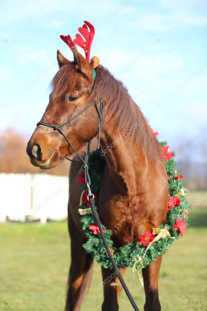 Beautiful young brown colored domestic horse wearing funny red deer antlers at christmas time 