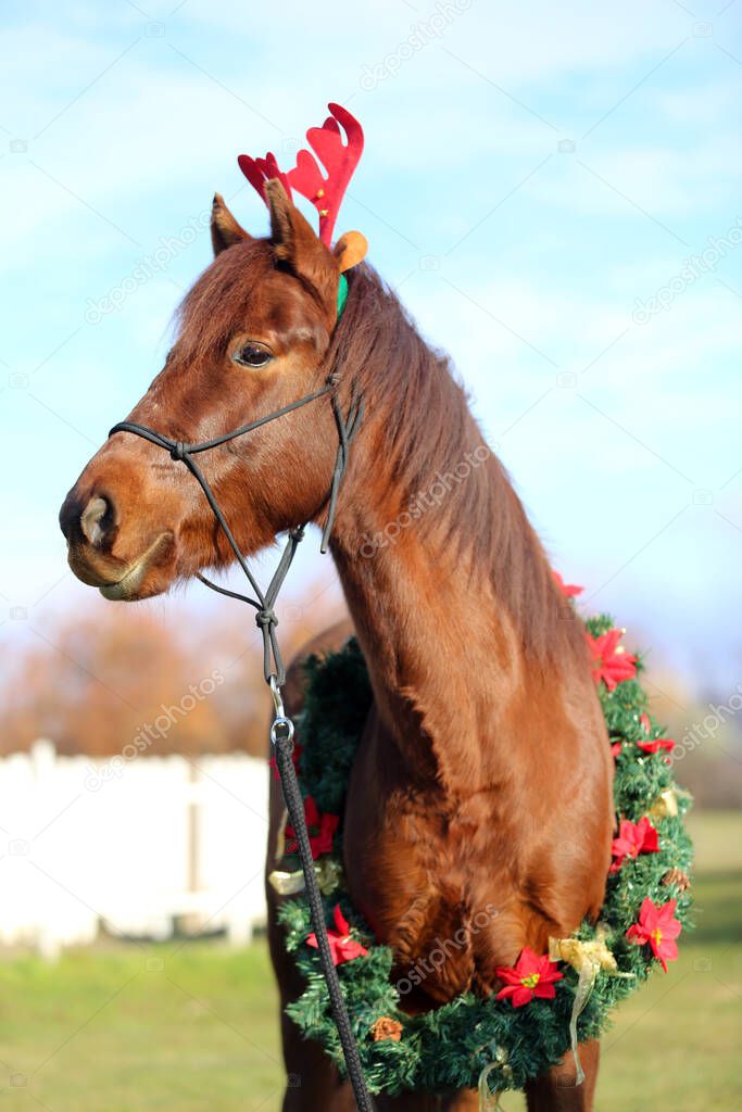 Beautiful young brown colored domestic horse wearing funny red deer antlers at christmas time 