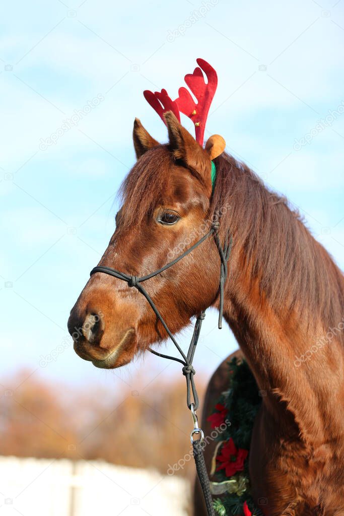 Beautiful young brown colored domestic horse wearing funny red deer antlers at christmas time 