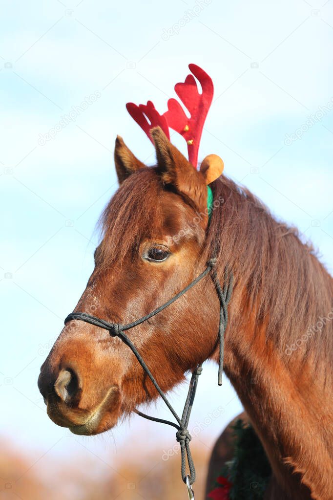 Beautiful young brown colored domestic horse wearing funny red deer antlers at christmas time 