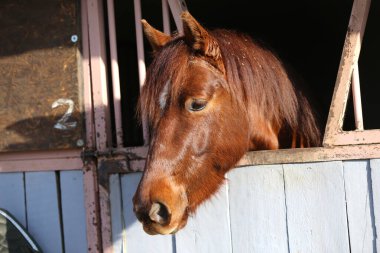 Atın başı ahırın kapısına bakıyor.