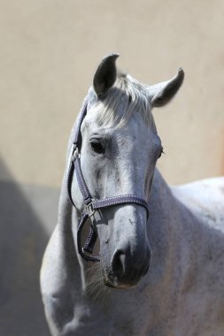 Safkan gri bir atın yüzü. Güzel gri kısrağın portresi. Tek bir atın kafasından. Gri at, gri arkaplanda portreyi kapat
