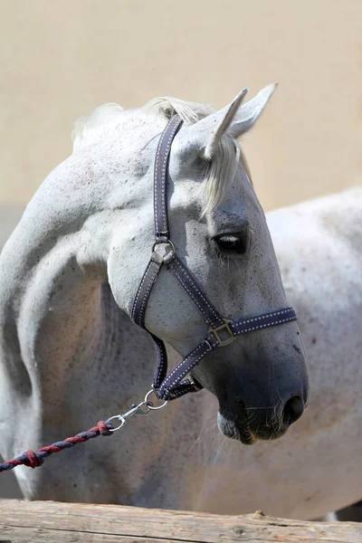 Face of a purebred gray horse. Portrait of beautiful gray mare. A head shot of a single horse. Grey horse close up portrait against gray background