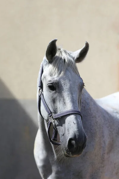 Face of a purebred gray horse. Portrait of beautiful gray mare. A head shot of a single horse. Grey horse close up portrait against gray background