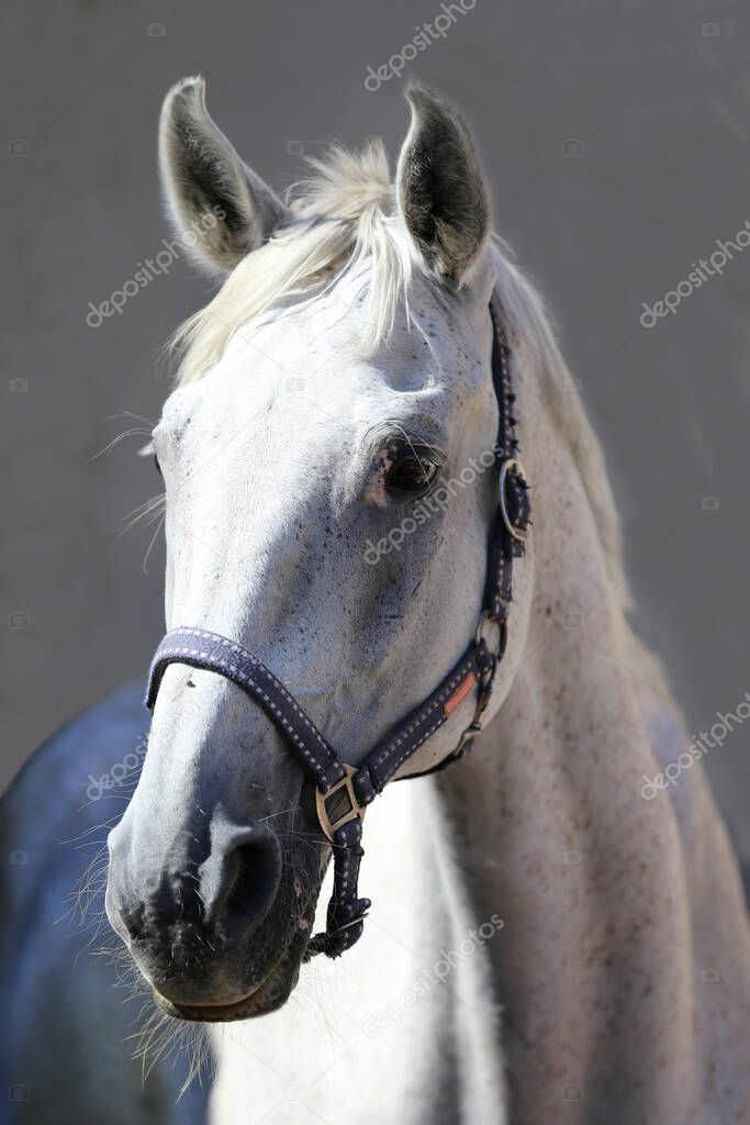 Face of a purebred gray horse. Portrait of beautiful gray mare. A head shot of a single horse. Grey horse close up portrait against gray background