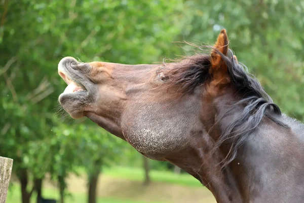 American Morgan Breed Horse Curls Its Lip Smell Appears Its — Stock Photo, Image