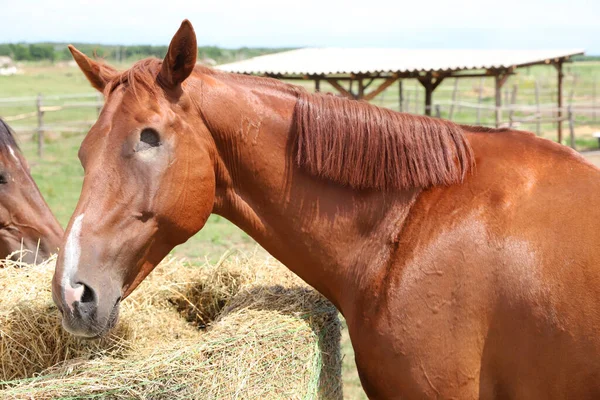 Closeup Brown Colored Blind Horse Summer Corral Outdoors Head Horse — Stock Photo, Image