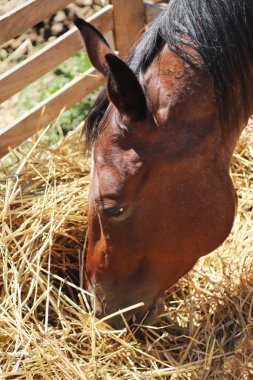 Genç safkan at barlar arasında taze saman yiyor. Mare yaz ahırında saman yiyor.