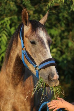Yaz otlağında taze yeşil otlar yiyen güzel, genç bir eyer atı atın ağzında taze toplanmış yeşil otlar.