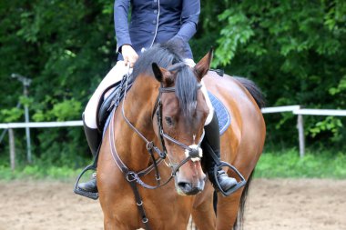 Yaz mevsiminde, atlama yarışında yarışan bilinmeyen bir yarışmacı. Atlayan atı eyer altında göster