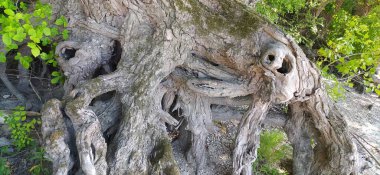 Korku temalı korkunç bir manzara olarak canavar kafatası şeklinde eski bir bitki olarak lanetli korkunç bir ağaç. İnsan profiline benzeyen ürkütücü kökler.