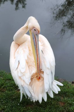 Göç eden pelikan kuşunun göl kenarındaki aşırı yakın çekimi. Sonbahar havasında kıyıda poz veren pelikan kuşu