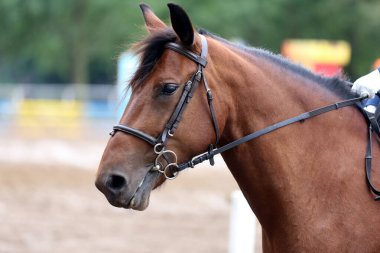 Şov atlama etkinliğindeki güzel bir spor atın portresi. Sahne arkasına atlayan bir atın yan görüntüsü.