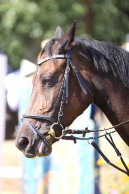 Binicilik sahasındaki at biniciliği etkinliğinde bilinmeyen yarışmacılar. Yarışma sırasında bir binicilik atının kafasından vurulmuş.