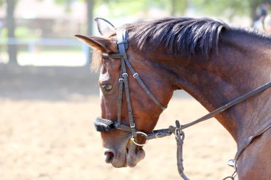 Binicilik sahasındaki at biniciliği etkinliğinde bilinmeyen yarışmacılar. Yarışma sırasında bir binicilik atının kafasından vurulmuş.