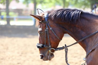 Binicilik sahasındaki at biniciliği etkinliğinde bilinmeyen yarışmacılar. Yarışma sırasında bir binicilik atının kafasından vurulmuş.