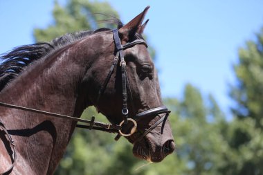 Binicilik sahasındaki at biniciliği etkinliğinde bilinmeyen yarışmacılar. Yarışma sırasında bir binicilik atının kafasından vurulmuş.