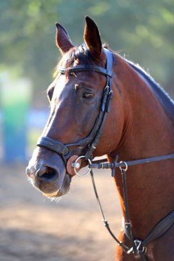 Binicilik sahasındaki at biniciliği etkinliğinde bilinmeyen yarışmacılar. Yarışma sırasında bir binicilik atının kafasından vurulmuş.