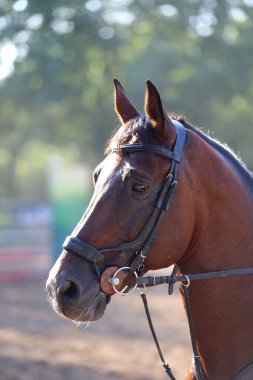 Binicilik sahasındaki at biniciliği etkinliğinde bilinmeyen yarışmacılar. Yarışma sırasında bir binicilik atının kafasından vurulmuş.