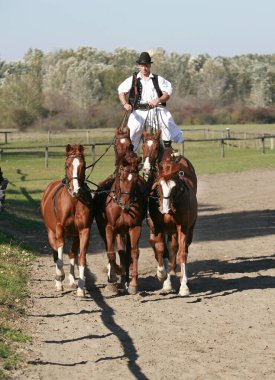 PUSZTA, HUNGARY, Eylül, 04. 2020: Geleneksel halk kostümlü Macar kaçıklar eğitimli beş atını gösteriyor. Macaristan 'da geleneksel at gösterisi. Eylül 04. 2020, Macaristan Doğu