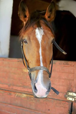 Ahırın kapısında duran meraklı genç at. Ahırdan dışarı bakan safkan genç. Yazın kırsal hayvan çiftliğindeki ahır çitlerinin arkasındaki karabasan.