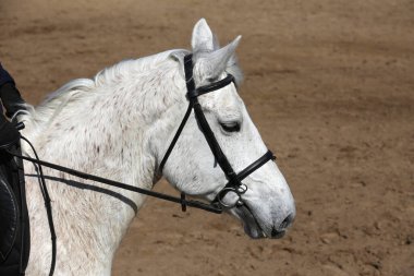 İnternet sitesi ya da dergi illüstrasyonu için at binme afişi. Gösteri atlama arkaplanı olarak binicilik yarışmasının fotoğrafı